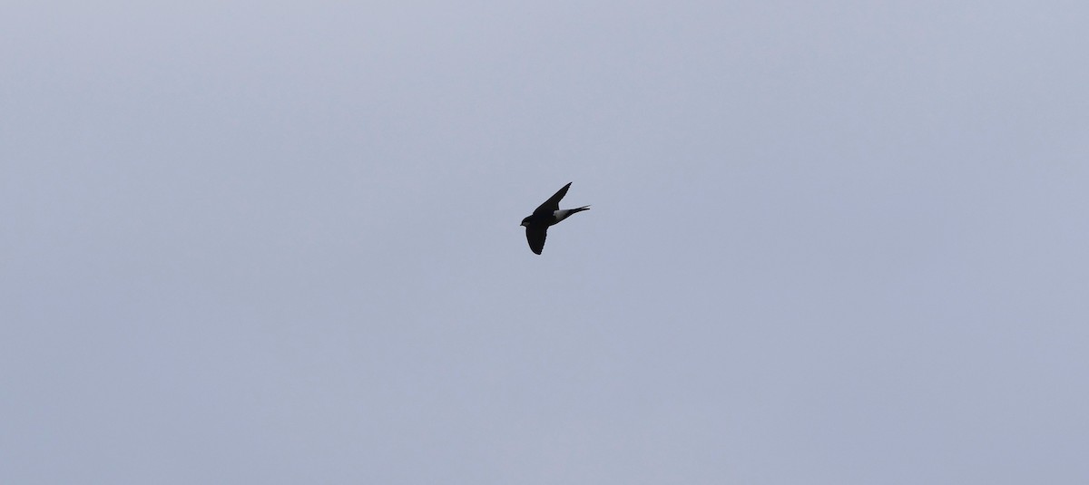 Red-rumped Swallow - ML616721474
