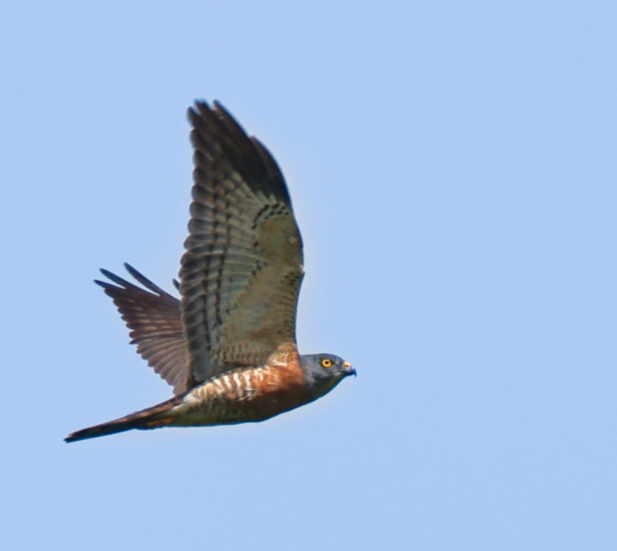 Chinese Sparrowhawk - ML616721501