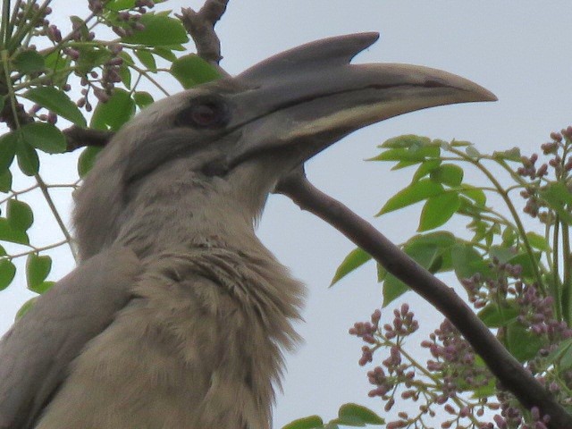 Indian Gray Hornbill - Mark Sopko