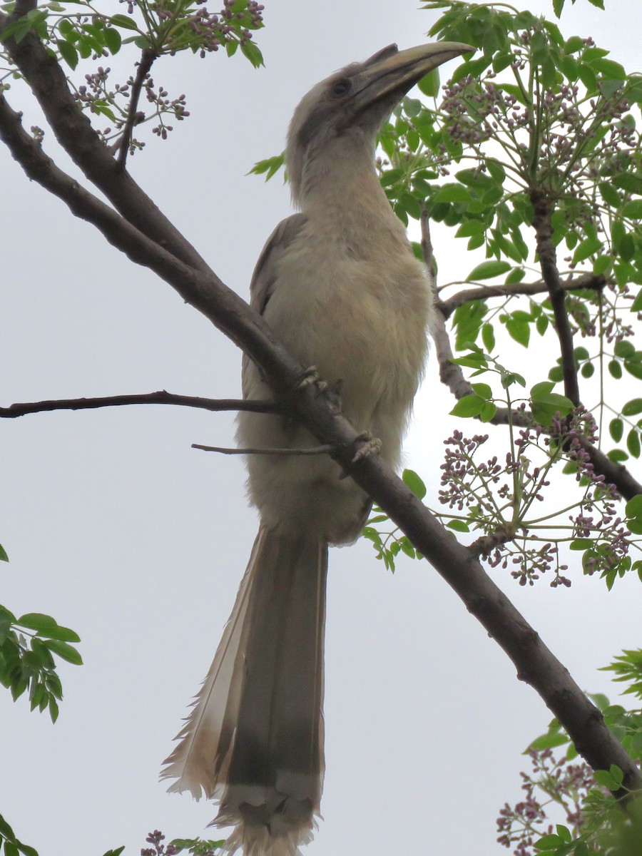 Indian Gray Hornbill - ML616721520