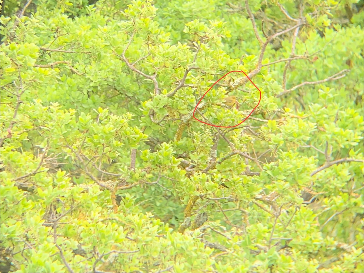 Orange-crowned Warbler - ML616721590