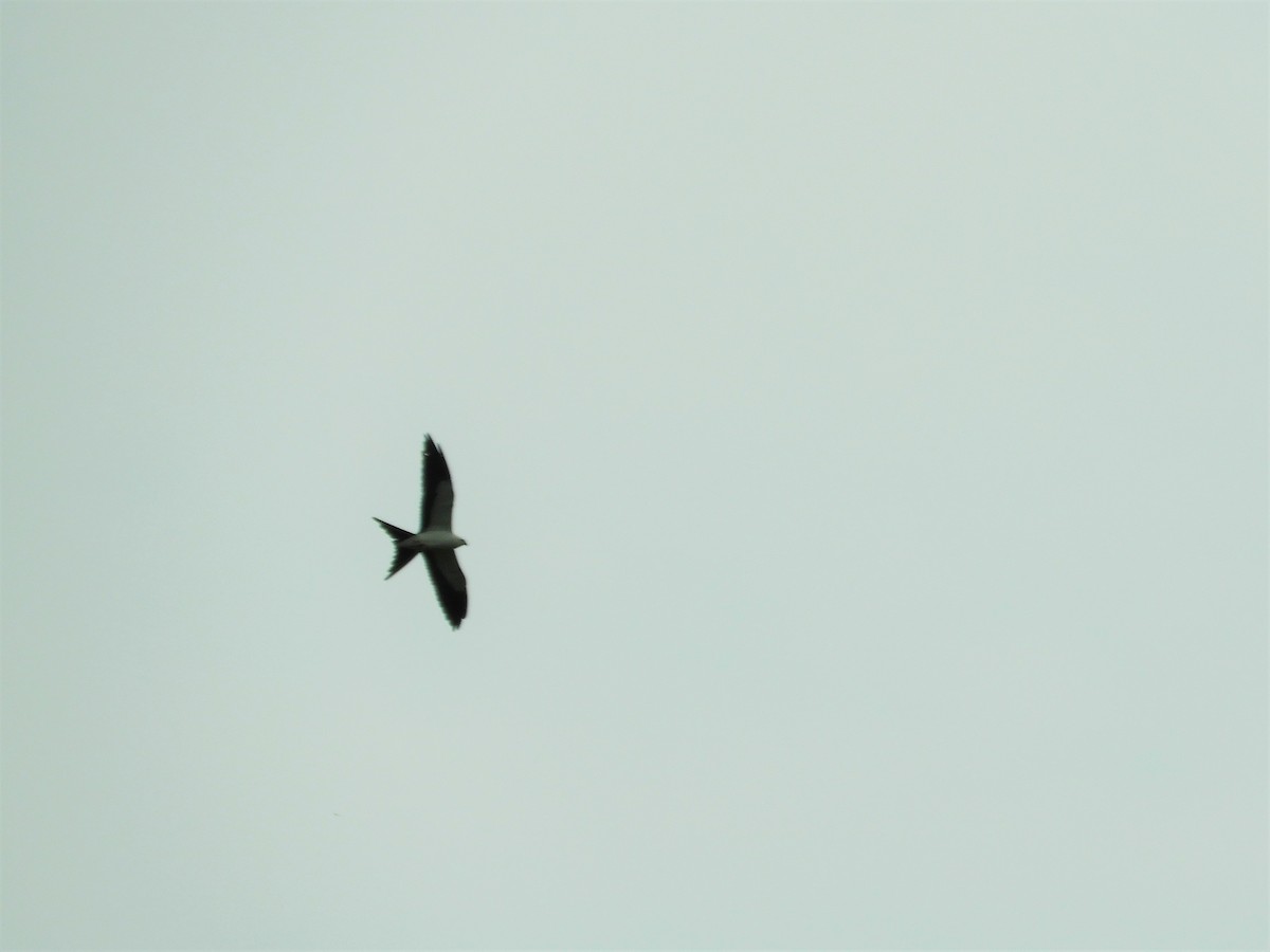 Swallow-tailed Kite - ML616721697