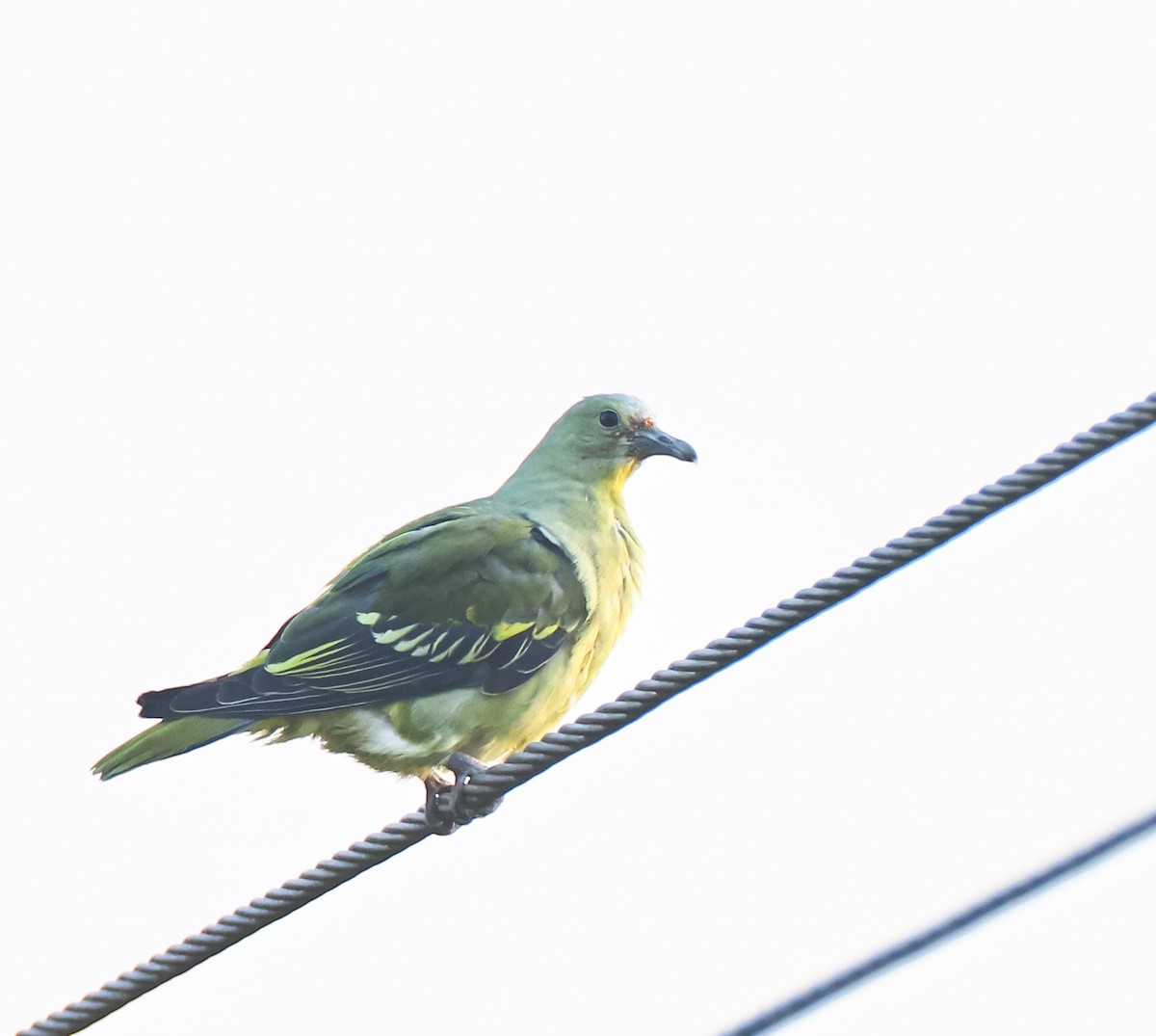 Андаманский зеленый голубь - ML616721705
