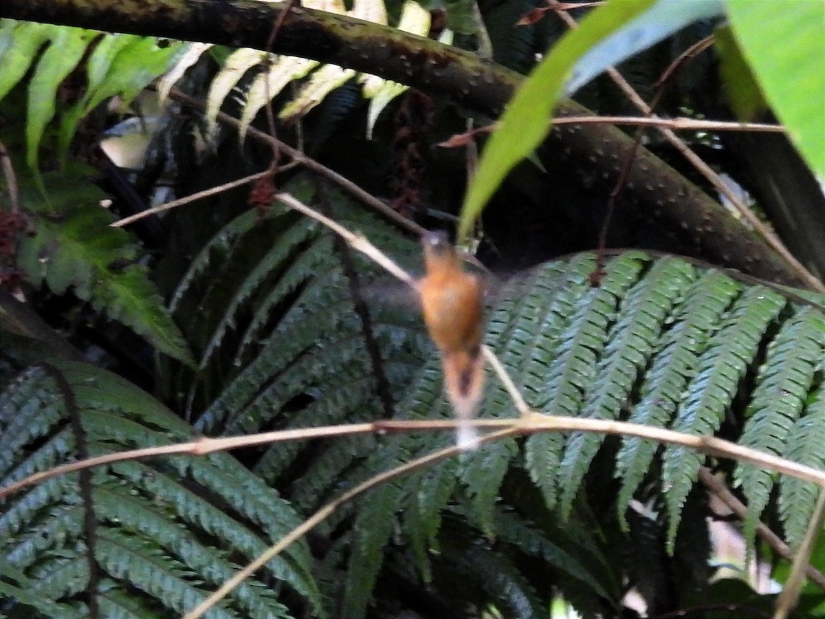 Серогорлый колибри-отшельник - ML616721794