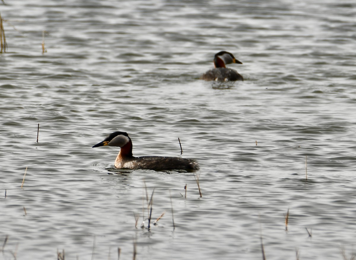 Red-necked Grebe - ML616721855