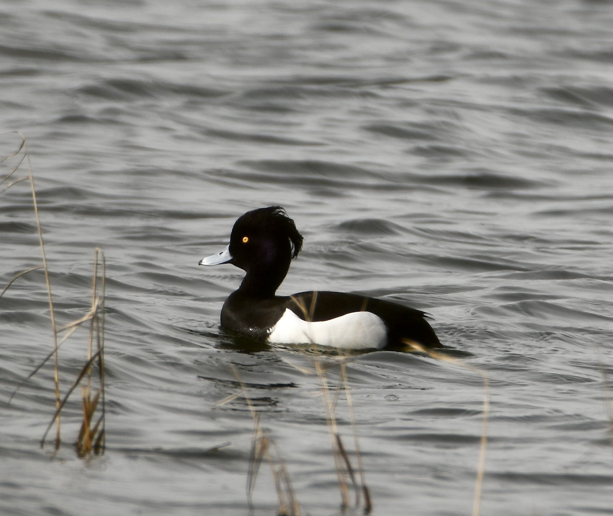 Tufted Duck - ML616721875