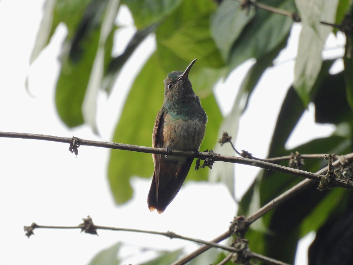Green-bellied Hummingbird - ML616722019