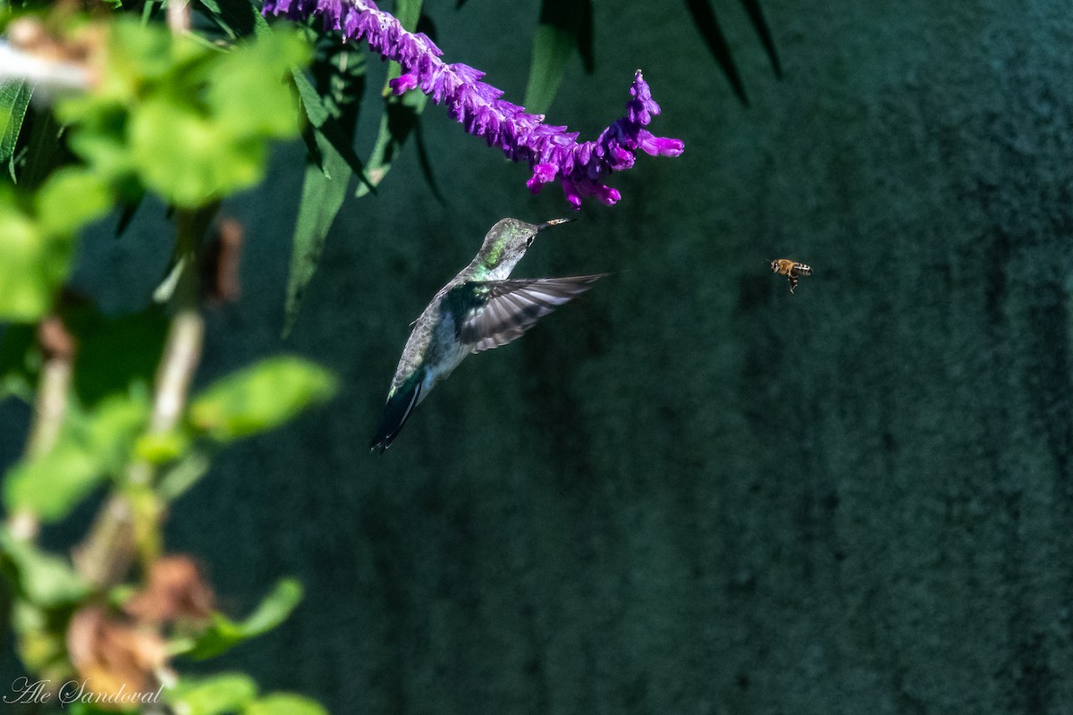White-bellied Hummingbird - ML616722196