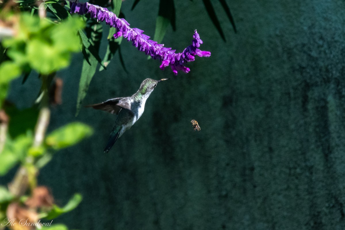 White-bellied Hummingbird - ML616722197