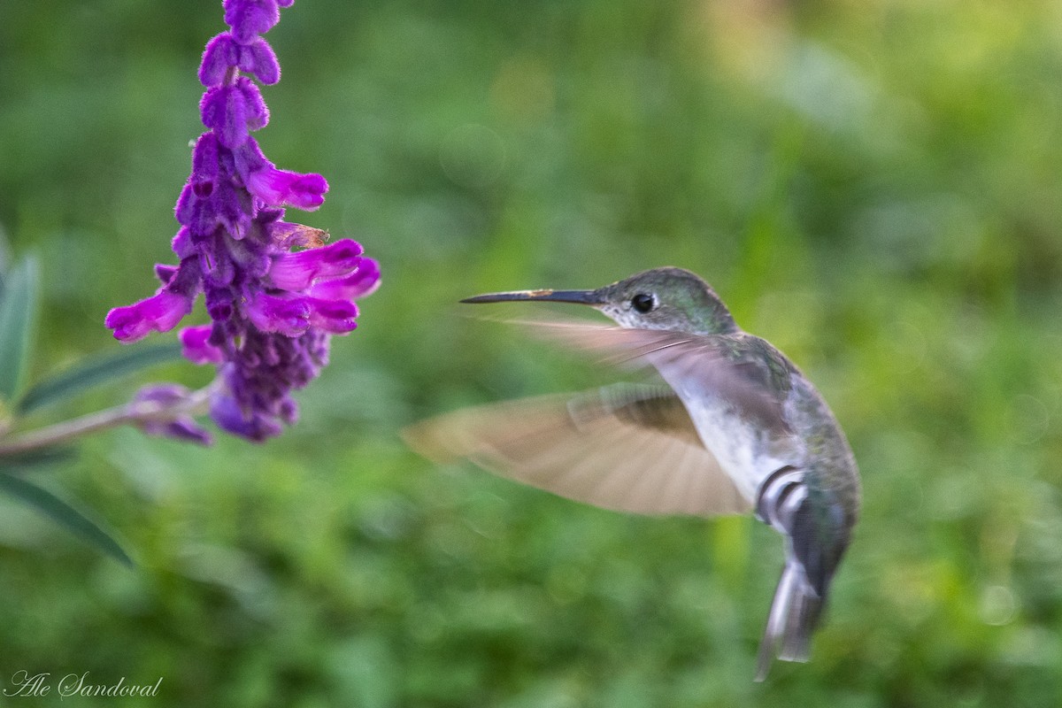 kolibřík bělobřichý - ML616722198