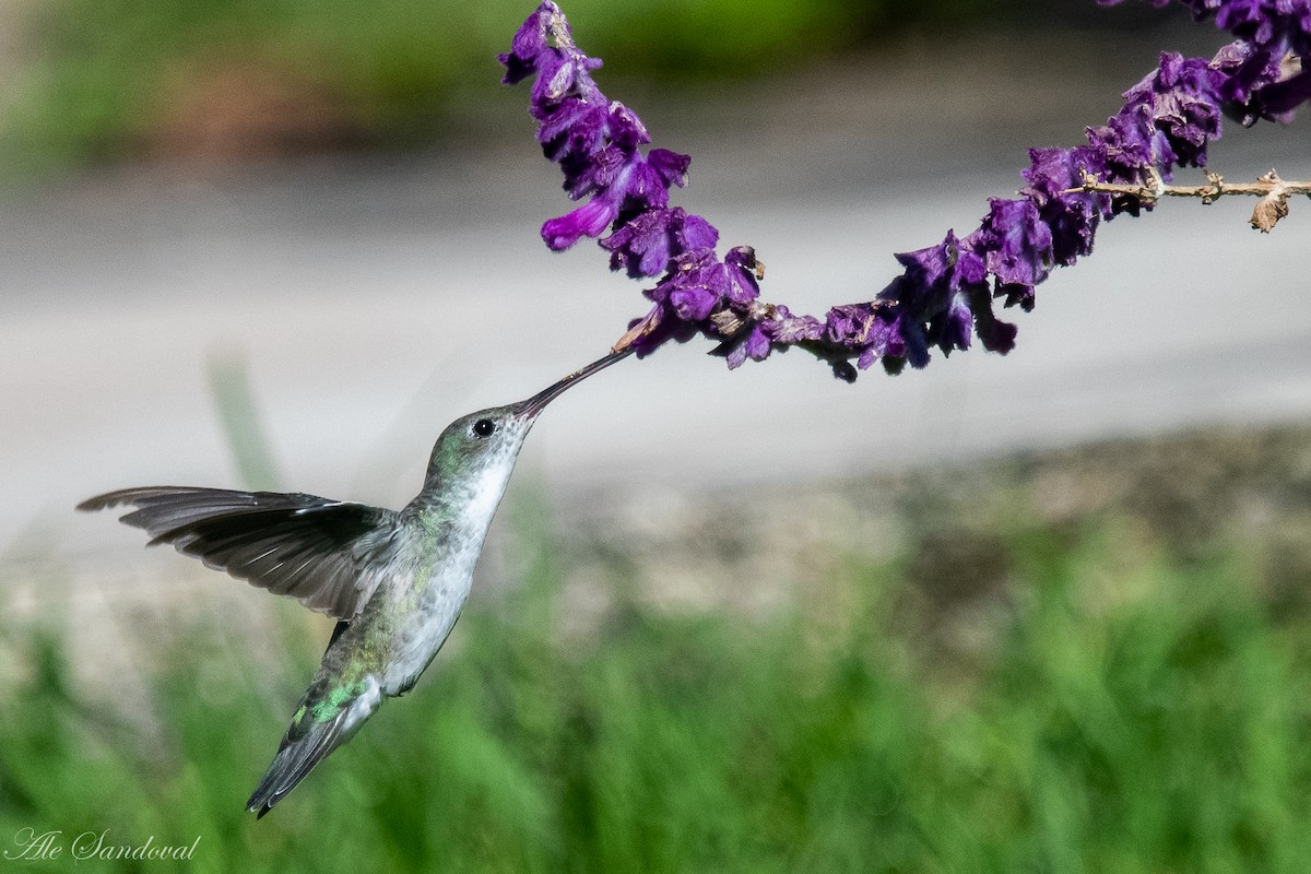 White-bellied Hummingbird - ML616722264