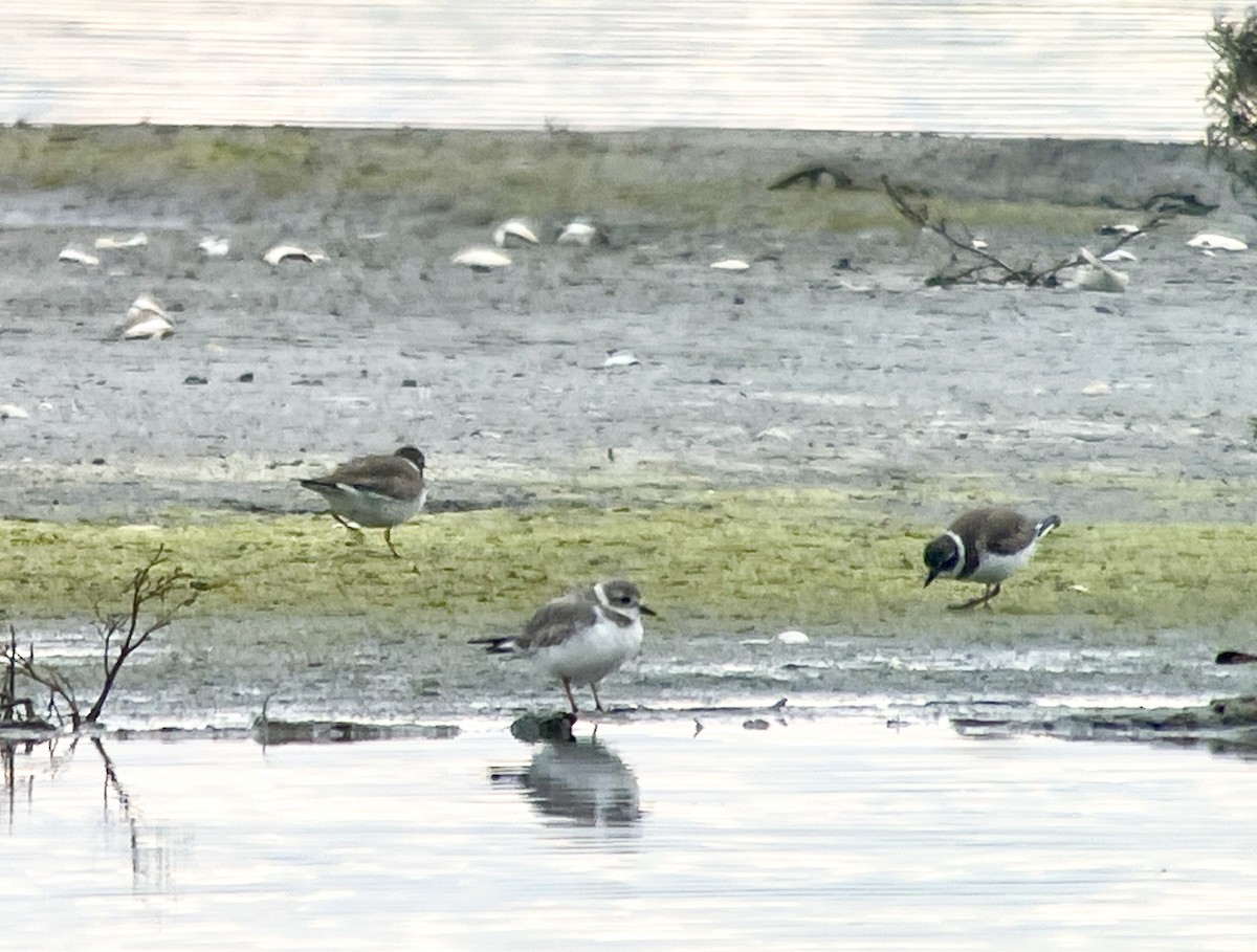 Piping Plover - ML616722301