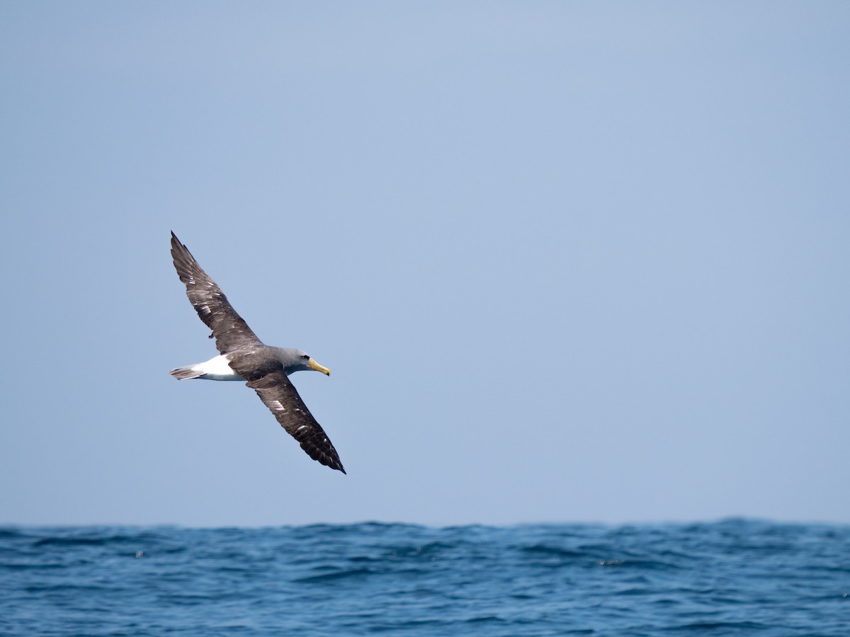 Albatros des Chatham - ML616722387