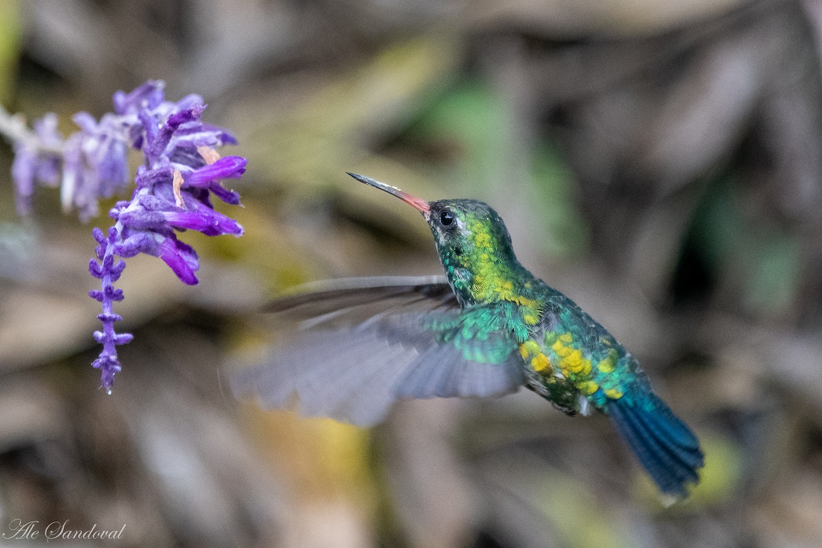 kolibřík lesklobřichý - ML616722391