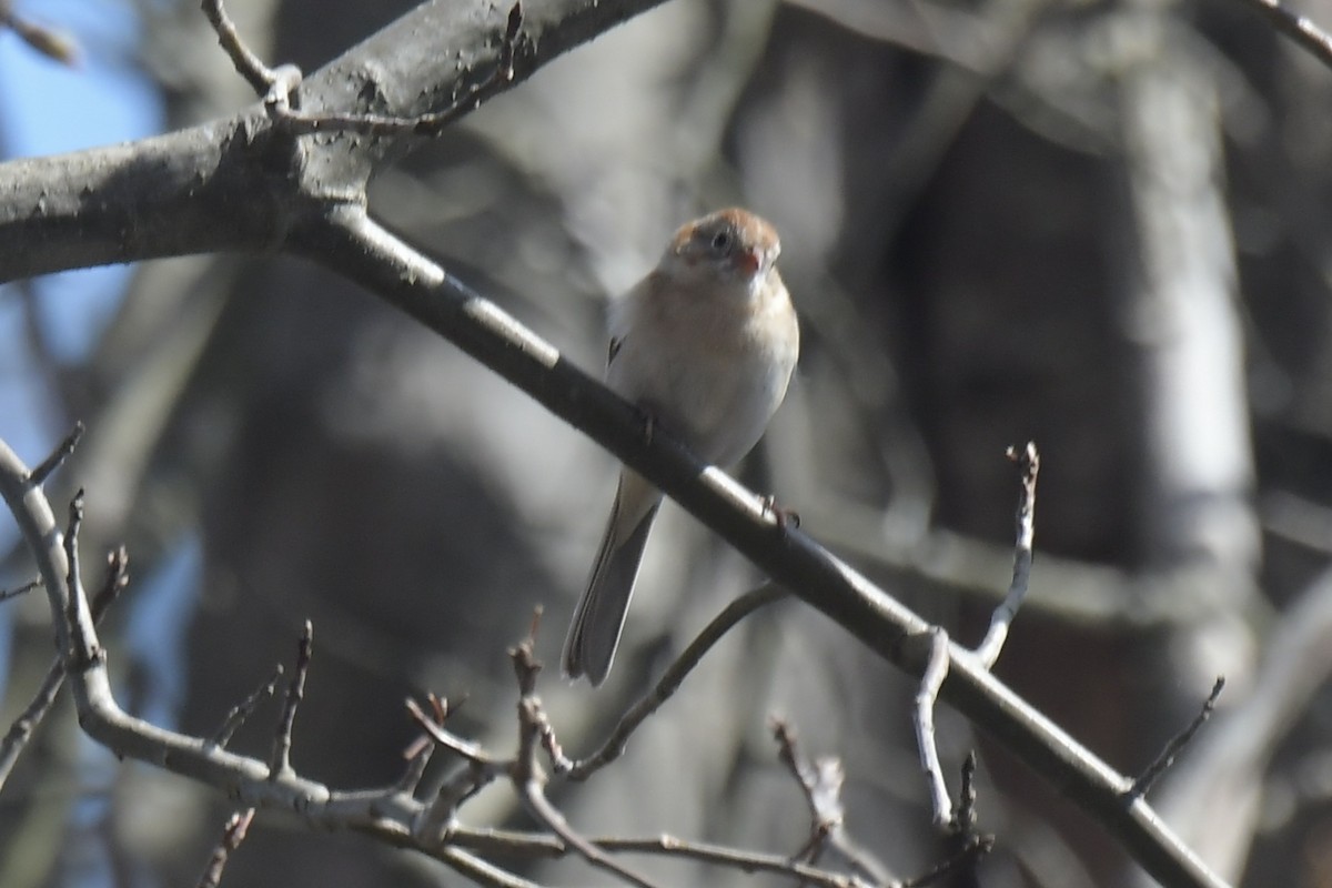 Field Sparrow - ML616722575