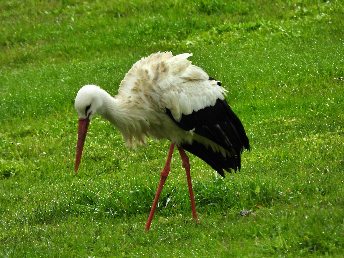 White Stork - ML616722734