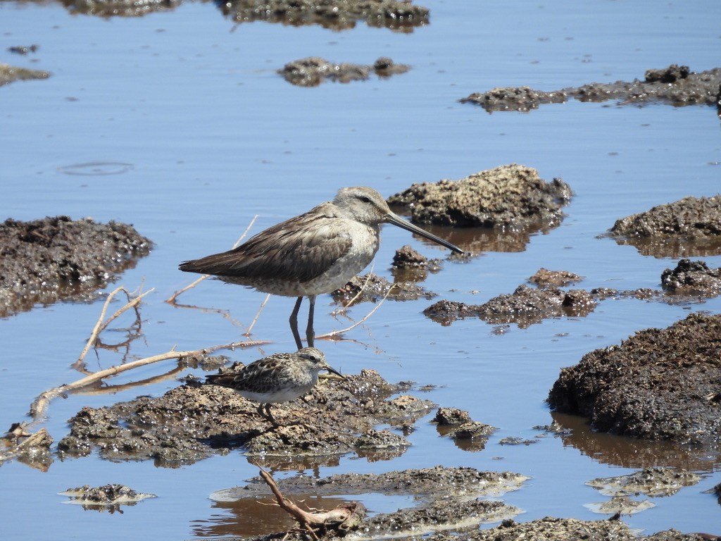 Long-billed Dowitcher - ML616722884