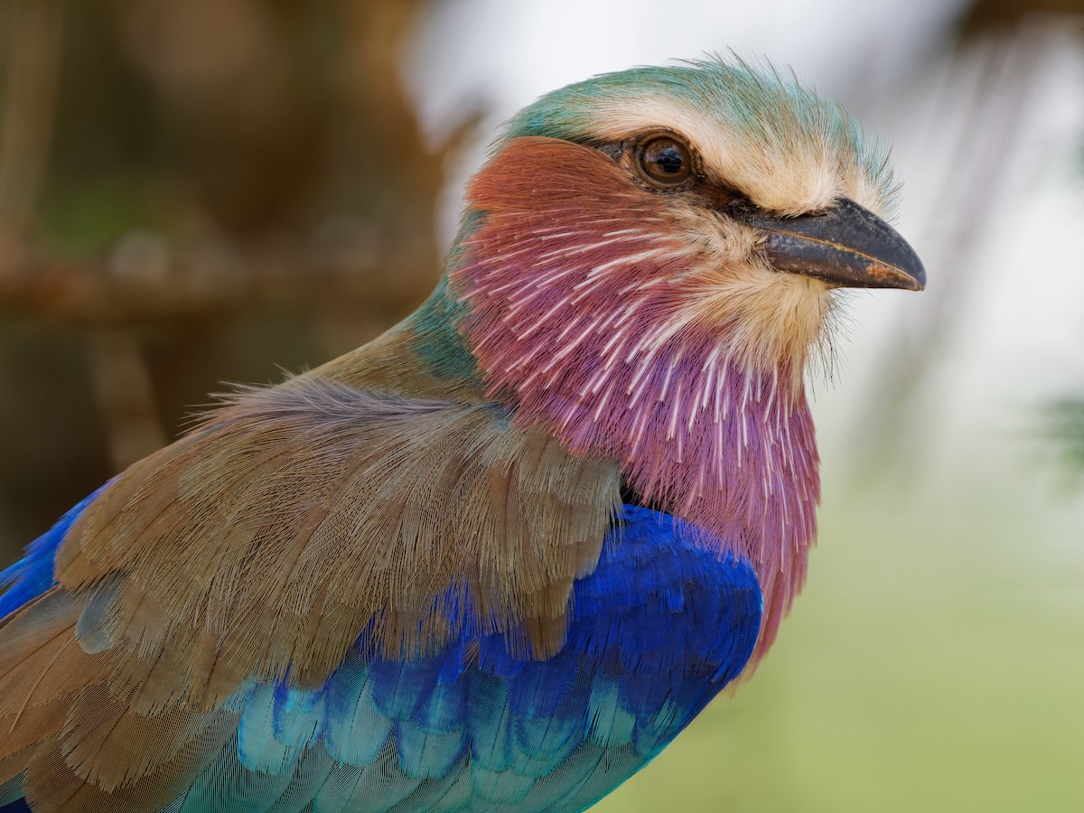 Lilac-breasted Roller - ML616722938