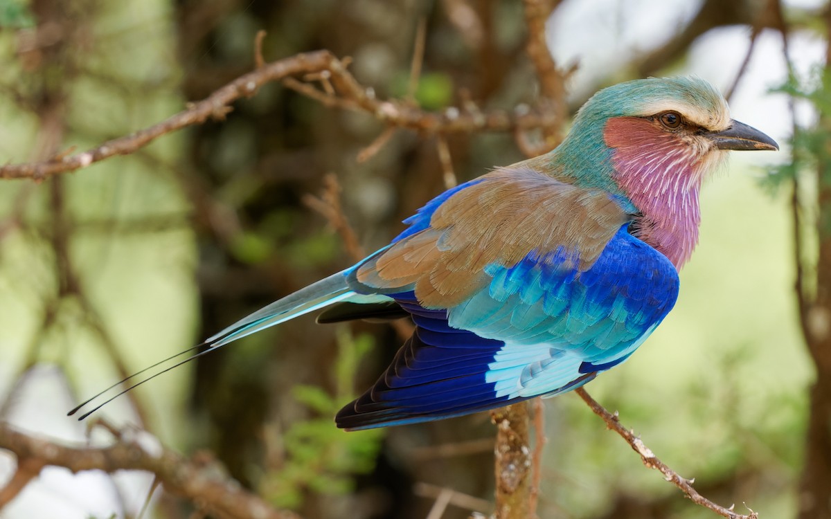 Lilac-breasted Roller - ML616722945