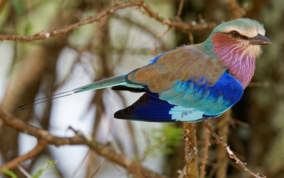 Lilac-breasted Roller - ML616722954