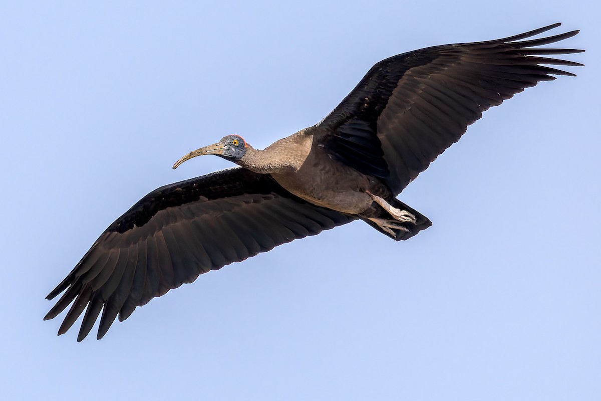 ibis bradavičnatý - ML616722956
