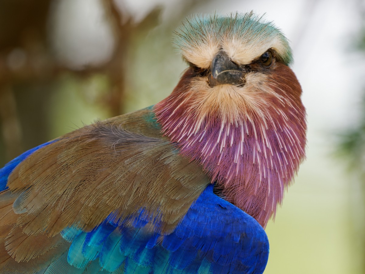 Lilac-breasted Roller - Dale Floer