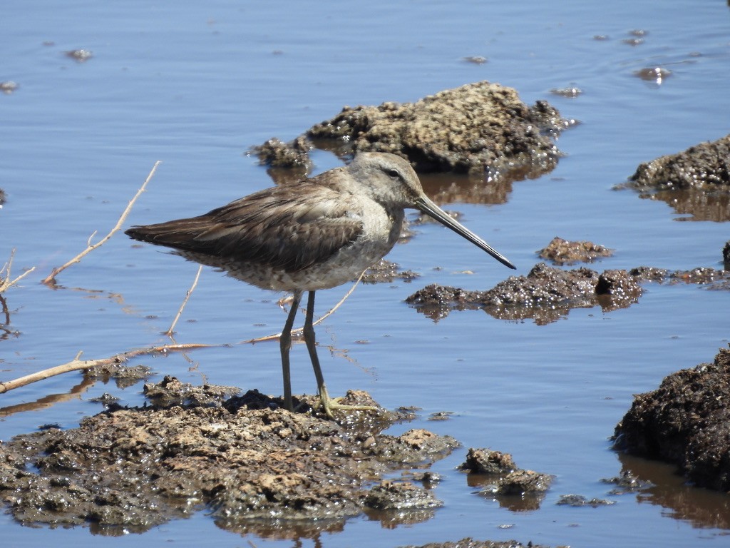 Long-billed Dowitcher - ML616722975