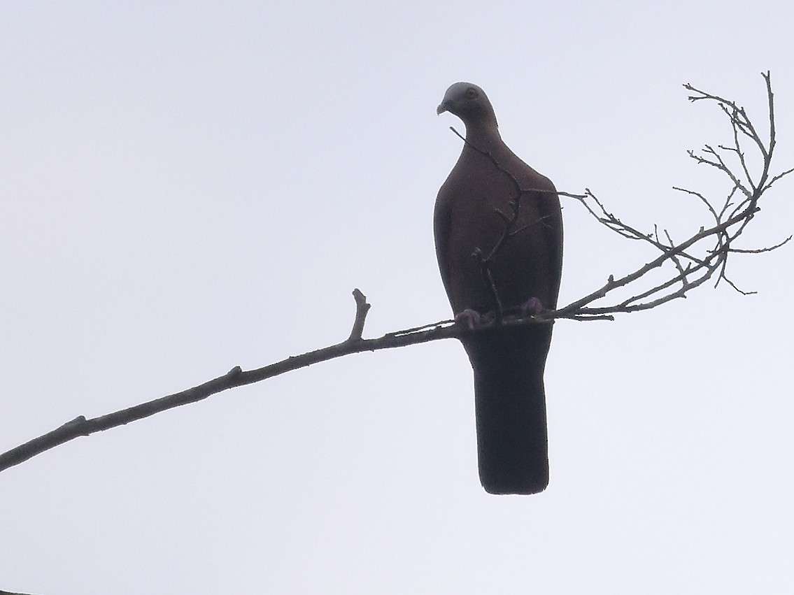Pale-capped Pigeon - ML616722979
