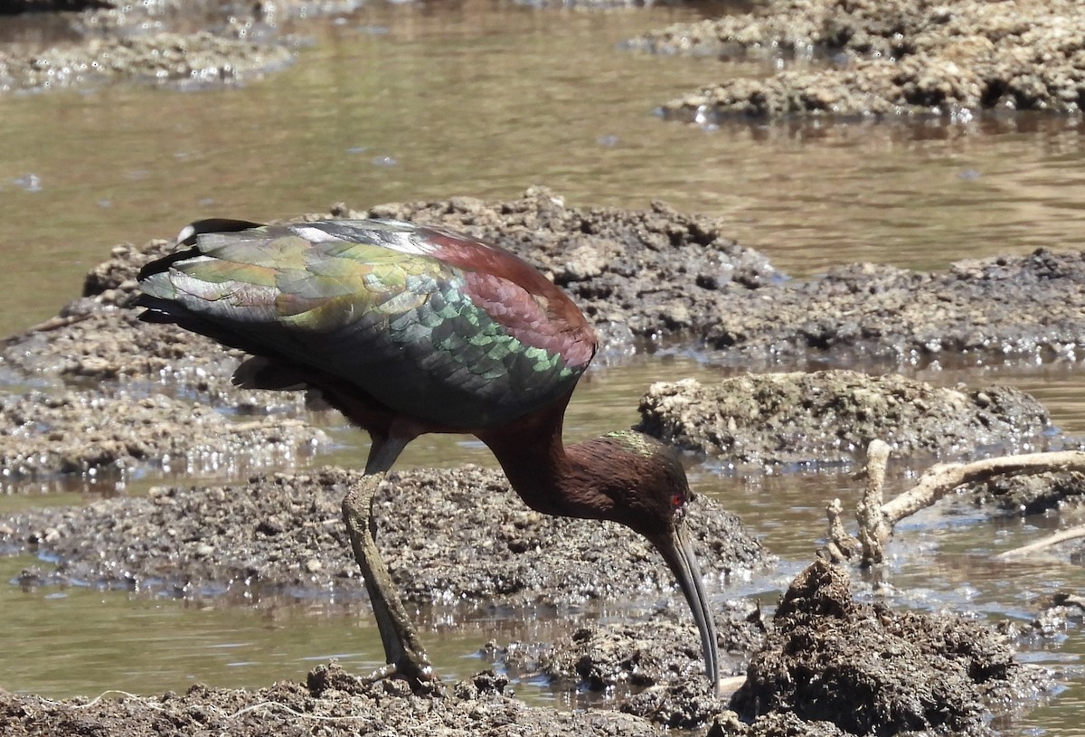 ibis americký - ML616723018