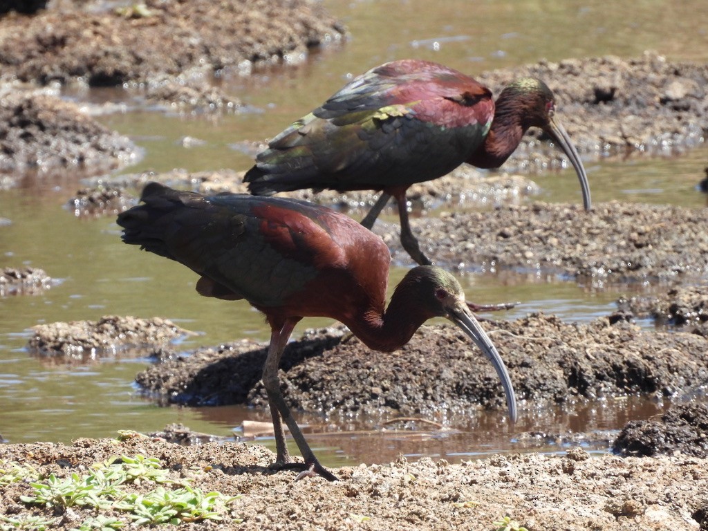 ibis americký - ML616723020