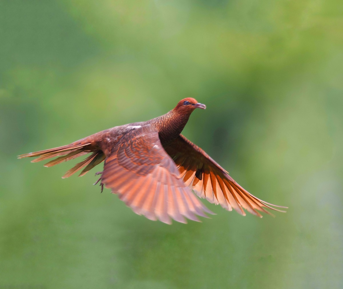 Andaman Cuckoo-Dove - Harish Thangaraj