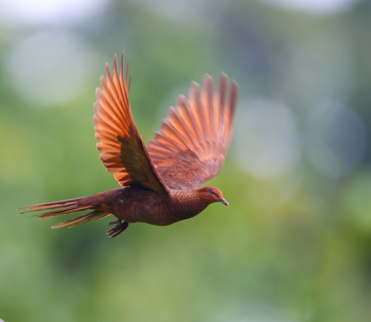 Andaman Cuckoo-Dove - ML616723079