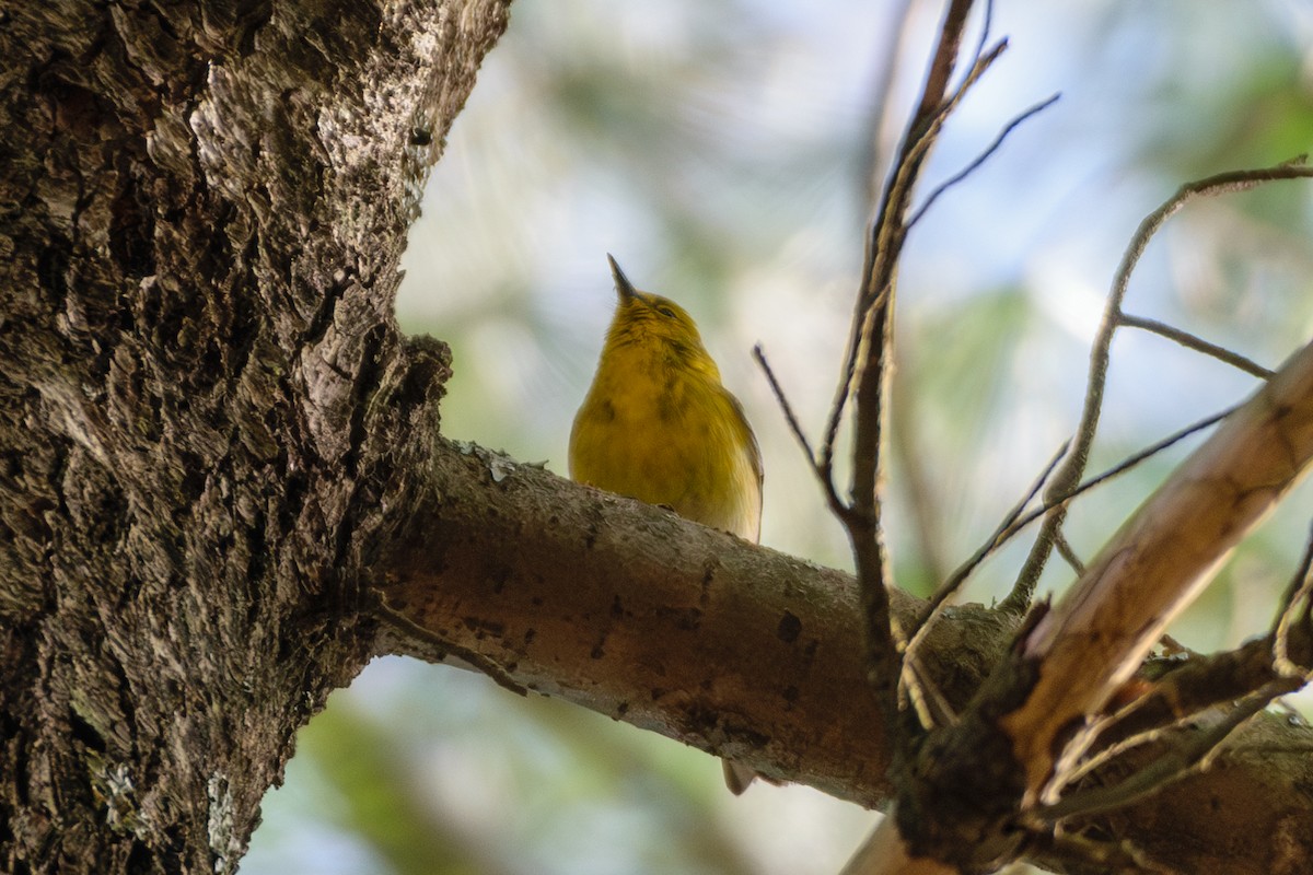 Pine Warbler - Andrew W.