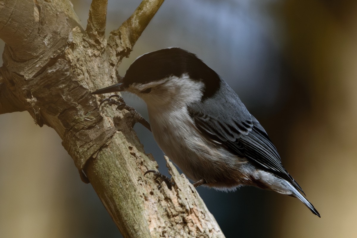 White-breasted Nuthatch - Andrew W.