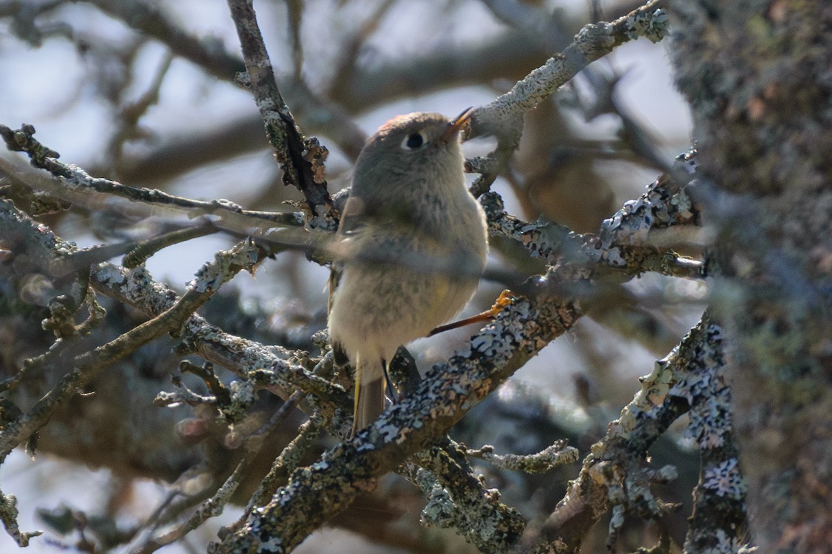 Ruby-crowned Kinglet - Andrew W.
