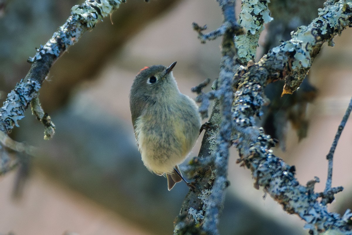 Ruby-crowned Kinglet - Andrew W.