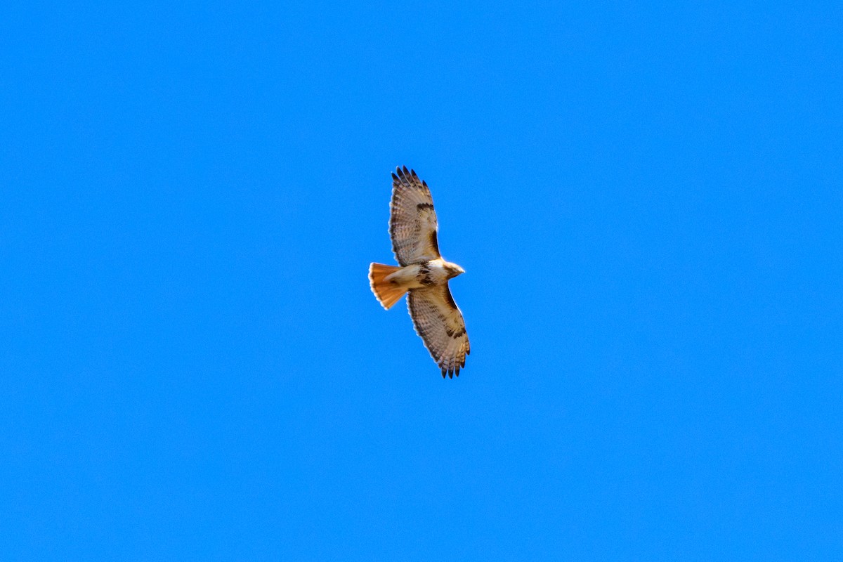 Red-tailed Hawk - ML616723168