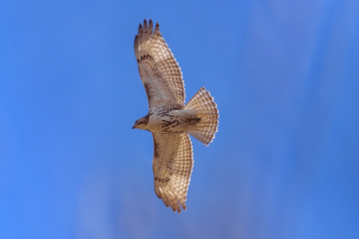 Red-tailed Hawk - ML616723185