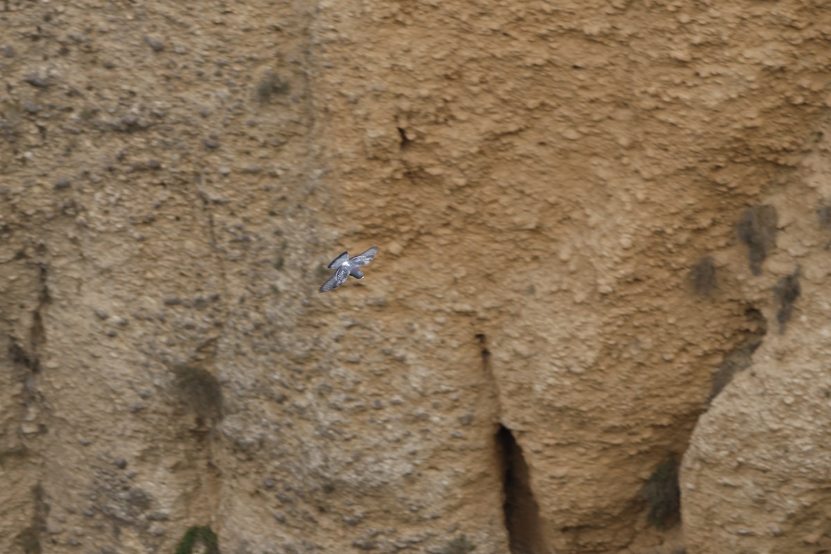 Rock Pigeon (Feral Pigeon) - ML616723186