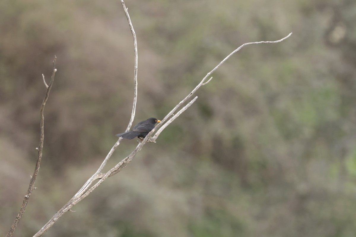 Eurasian Blackbird - ML616723233