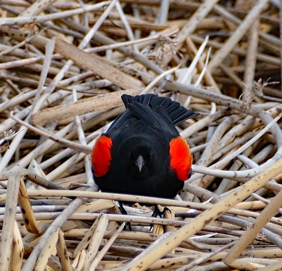 Red-winged Blackbird - Lori Bellis