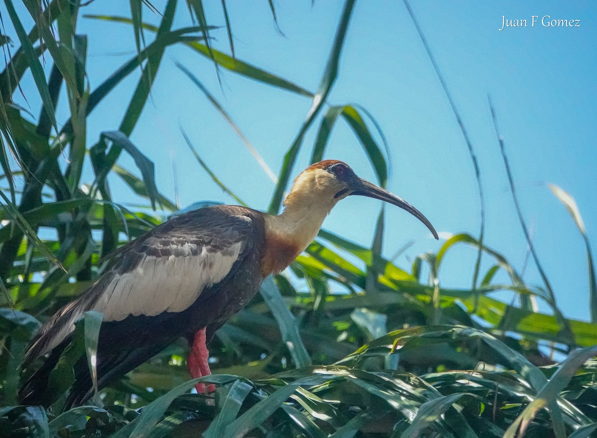 ibis bělokřídlý - ML616723371