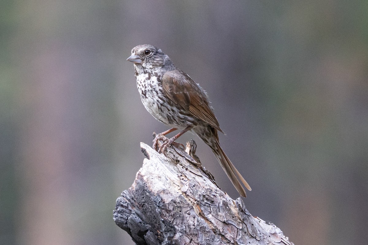 Fox Sparrow (Thick-billed) - ML616723425
