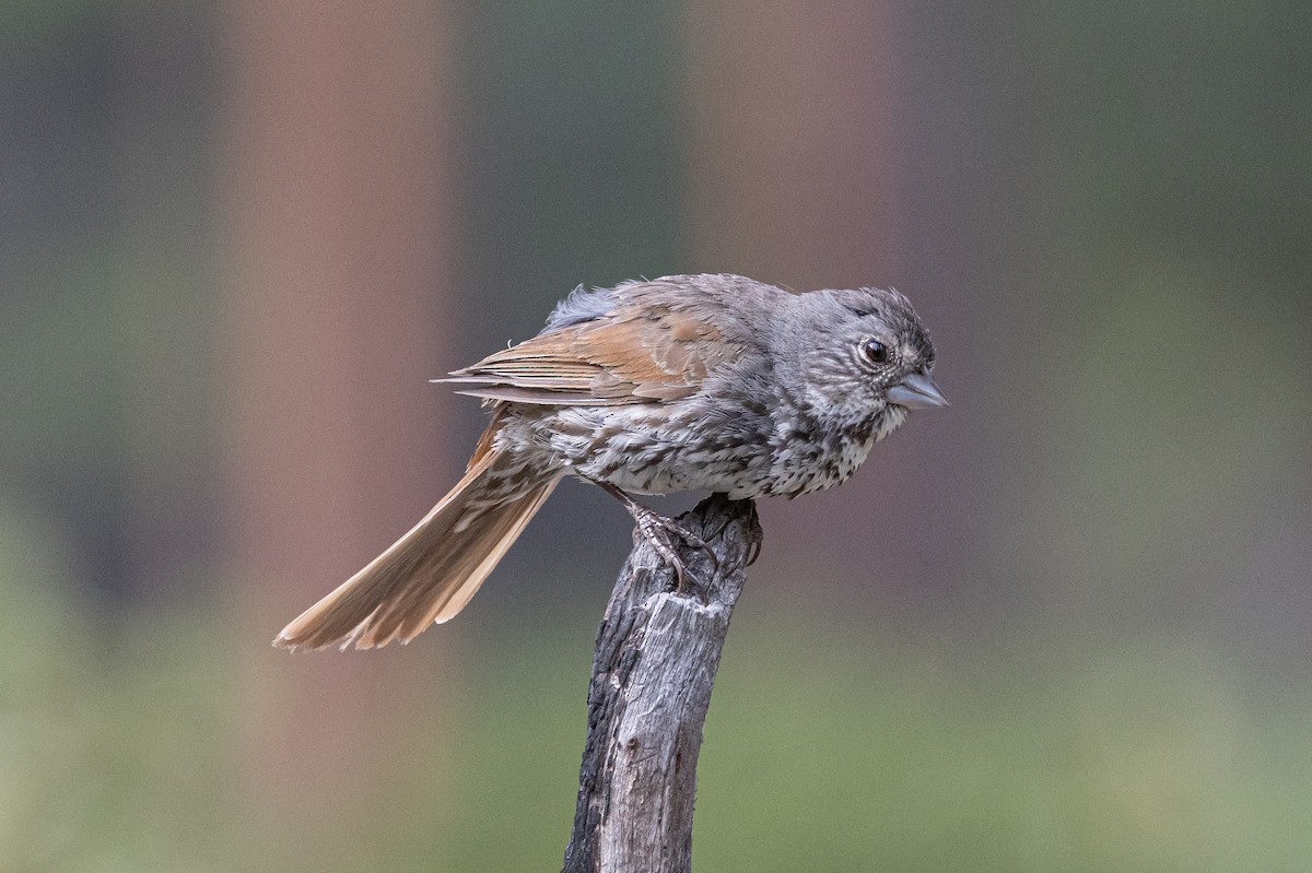 Fox Sparrow (Thick-billed) - Robert Raffel