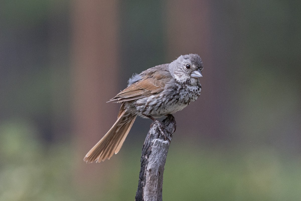 Fox Sparrow (Thick-billed) - Robert Raffel