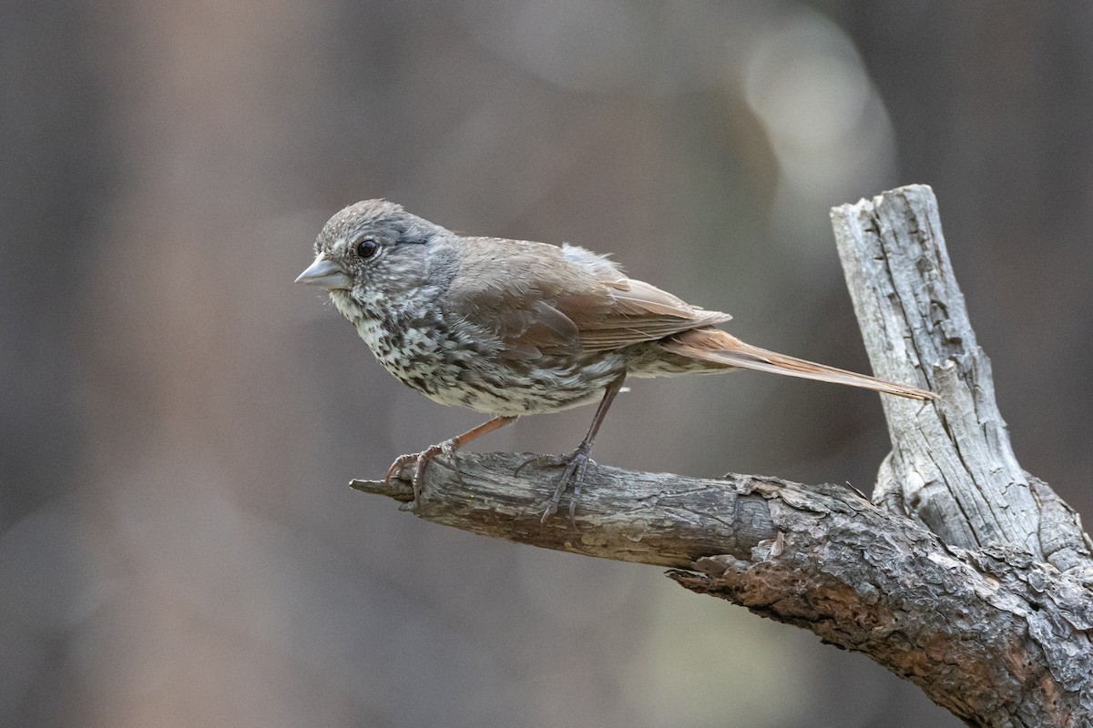 Fox Sparrow (Thick-billed) - ML616723430
