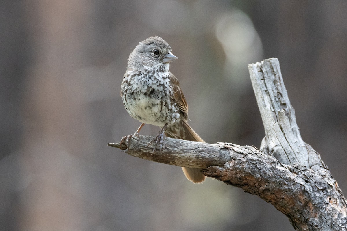 Fox Sparrow (Thick-billed) - ML616723434