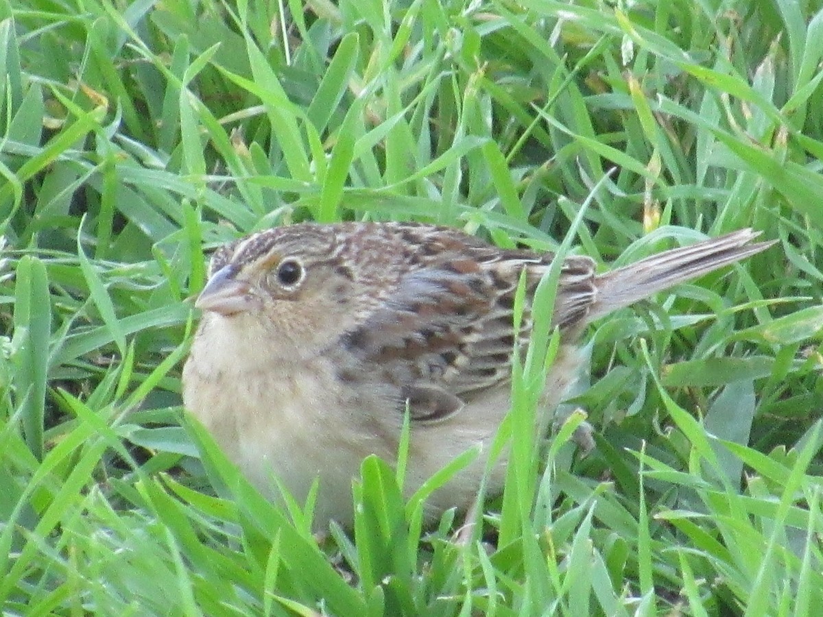 Grasshopper Sparrow - ML616723683