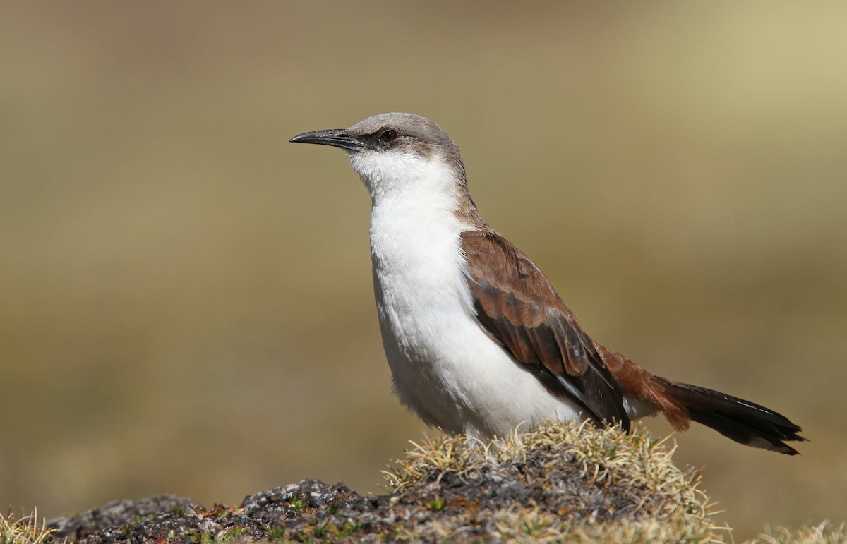 White-bellied Cinclodes - ML61672371