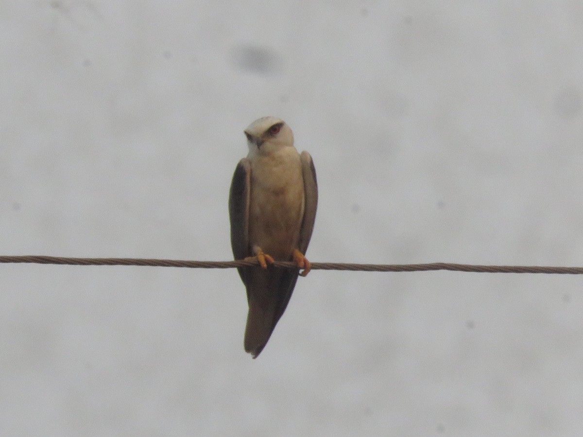 Black-winged Kite - paresh gosavi